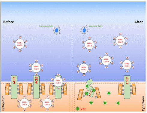 Deze dosis vitamine C maakt je cellen moeilijk toegankelijk voor coronavirus SARS-CoV-2