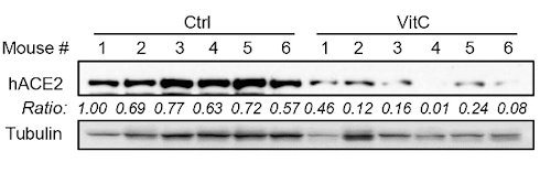 Deze dosis vitamine C maakt je cellen moeilijk toegankelijk voor coronavirus SARS-CoV-2