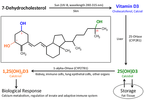 Bij deze vitamine D3-spiegel is SARS-CoV-2 (in theorie dan) niet meer dodelijk
