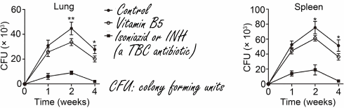 Vitamine B5 voert het immuunsysteem op