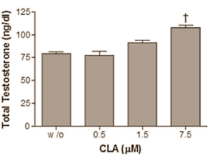Hiernaast ziet u, lieve lezers, geen berg schaafkrullen die is geproduceerd tijdens een eerste les metaalbewerking. U kijkt naar de ruimtelijke structuurformule van het enzym CYP17A1 - u wellicht beter bekend als 17alpha-hydroxylase of 17,20-lyase. Via dat enzym kan suppletie met CLA-vetzuren de aanmaak van testosteron verhogen, schrijven biochemici van de University of Palermo in PloS One.