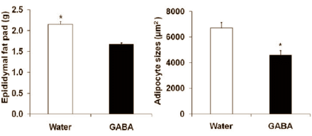 GABA: lichaamsvetremmer en insulineversterker
