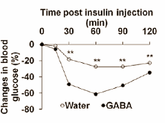 GABA: lichaamsvetremmer en insulineversterker