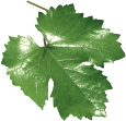 Red Grape Leaf-extract is duursportsupplement