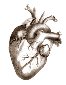 Een korte cardiosessie na een krachttraining voorkomt dat bloedvaten stijver worden. Dat schreven onderzoekers van Osaka University in de Journal of Applied Physiology. Cardiosessies die voorafgaan aan een krachttraining beschermen de bloedvaten niet.