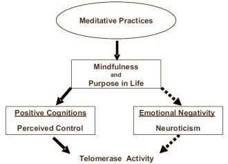 Meditatie bestrijdt verkorting genetische levensduur door stress