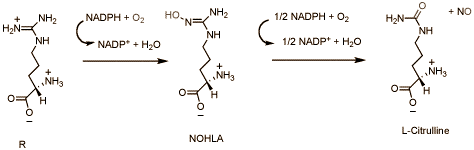 De reactie waarin L-arginine met behulp van het enzym nitric oxide synthase NO produceert.