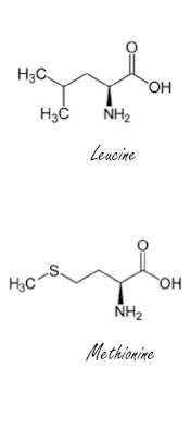 Leucine en methionine in de beklaagdenbank